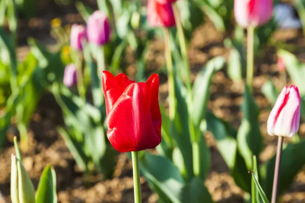 Spring field with blooming colorful tulips — Stock Photo, Image