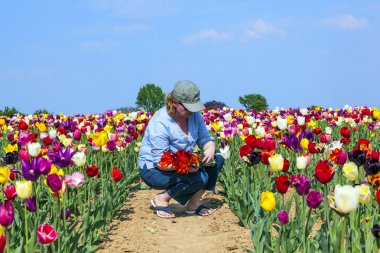 kadın kesme taze laleler alan