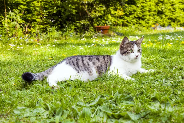 Niedliche Katze liegt im Gras des Gartens — Stockfoto