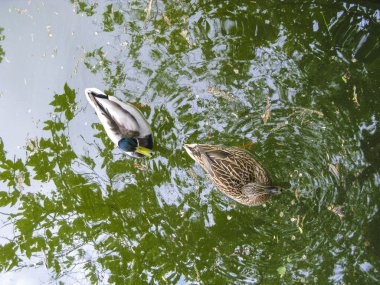 Ördek gölde yüzer