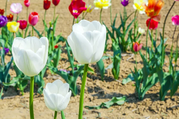 Tulips at the field in summer — Stock Photo, Image