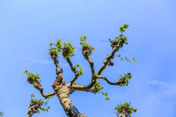 Pohon Sycamore di bawah langit biru — Stok Foto