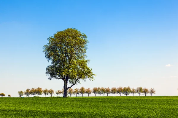 Tree in the field — Stock Photo, Image