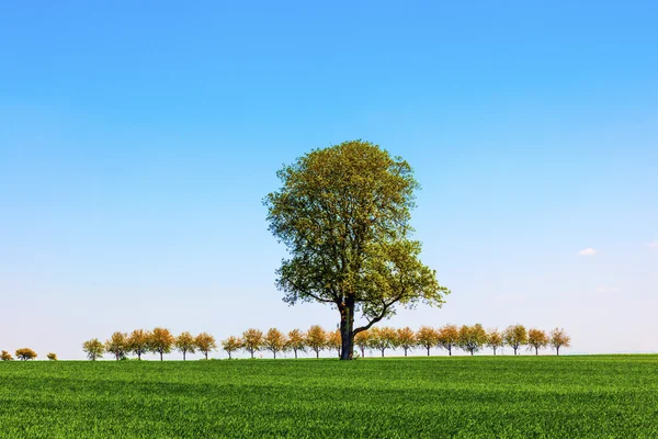 Tree in the field — Stock Photo, Image