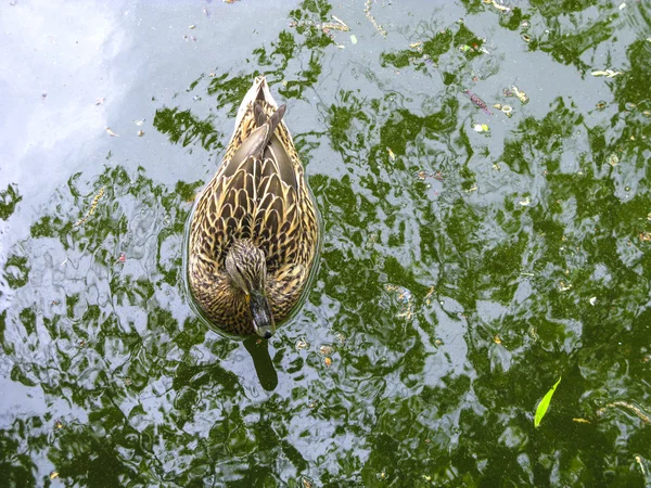 Kachna plave v jezeře — Stock fotografie