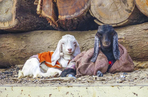 Zwei Ziegen liegen im Müll — Stockfoto