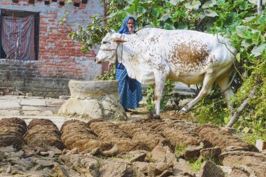 woman at her farm with cow dung cakes and her cow walking around clipart