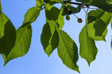 Mavi gökyüzü ile kiraz ağacı yaprakları