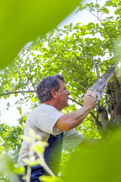 Uomo che taglia un albero con una sega — Foto Stock