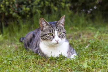 Bahçedeki rahatlatıcı sevimli kedi