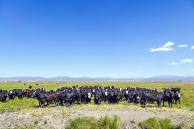 çayır on otlayan inekler grubu