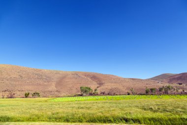 Amerika'da payet balya hasata sonraki