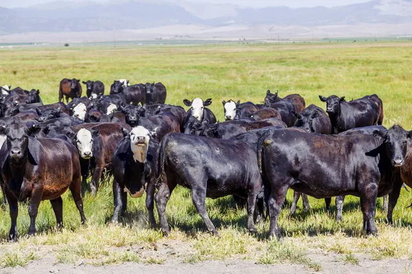 Groupe de vaches broutant sur la prairie — Photo