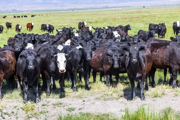 Group of cows grazing on the meadow — Stock Photo, Image