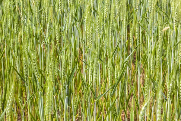 Belo padrão de grão verde no campo de grãos — Fotografia de Stock