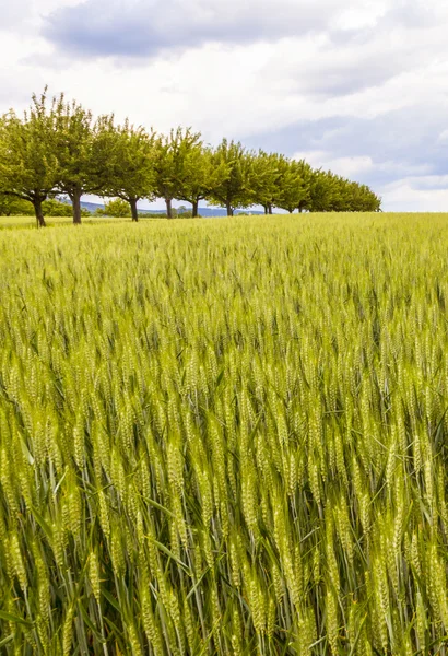 Beautiful pattern of green grain in grainfield — Stock Photo, Image