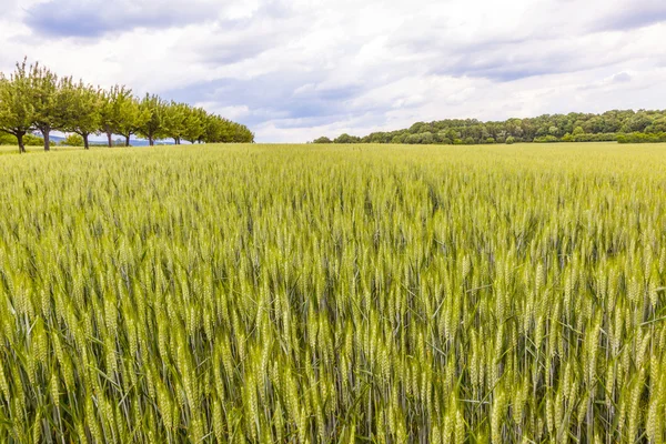 Schönes Muster von grünem Korn im Getreidefeld — Stockfoto