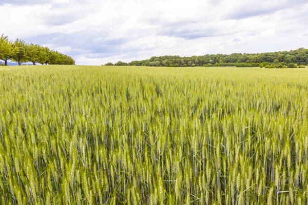 Hermoso patrón de grano verde en el campo de grano —  Fotos de Stock