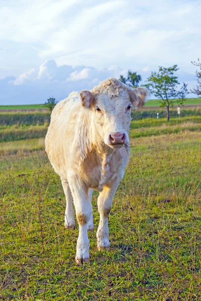 Portrait of nice brown cow in a field — Stock Photo, Image