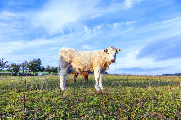 Portrait of nice brown cow in a field — Stock Photo, Image