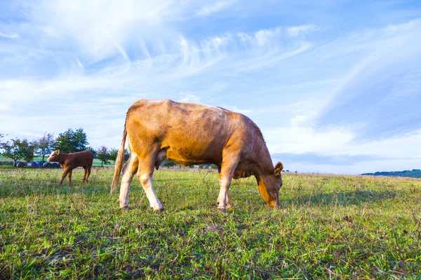 Portrait de belle vache brune dans un champ — Photo