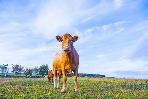 Portrait of nice brown cow in a field — Stock Photo, Image