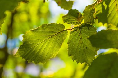 ayrıntılı bir ağacın yaprakları