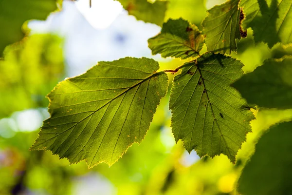 자세하게에서 나무의 잎 — 스톡 사진
