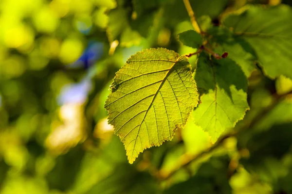 Folhas de uma árvore em detalhes — Fotografia de Stock