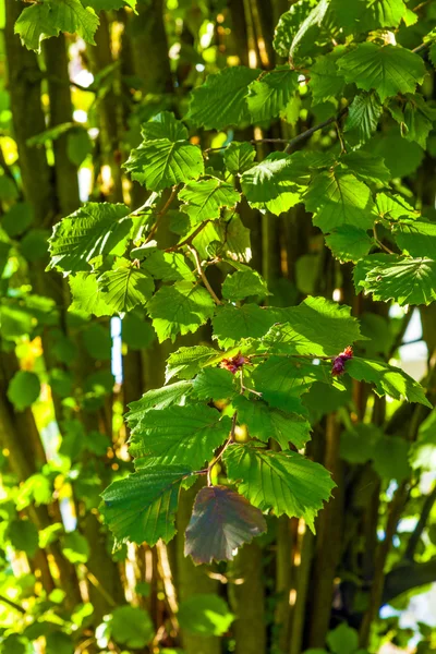 Folhas de uma árvore em detalhes — Fotografia de Stock