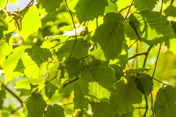 Leaves of a tree in detail — Stock Photo, Image