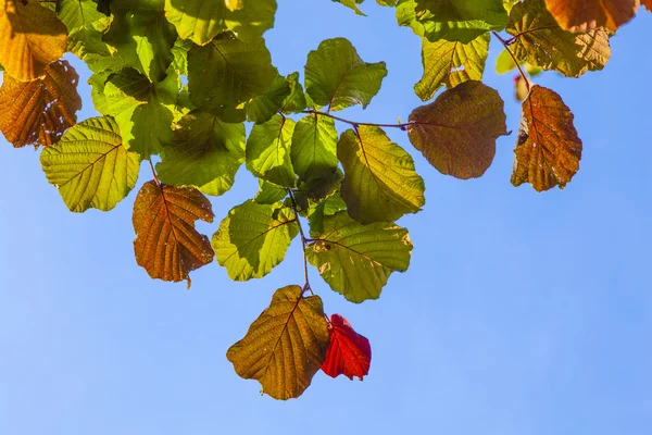 Ayrıntılı bir ağacın yaprakları — Stok fotoğraf