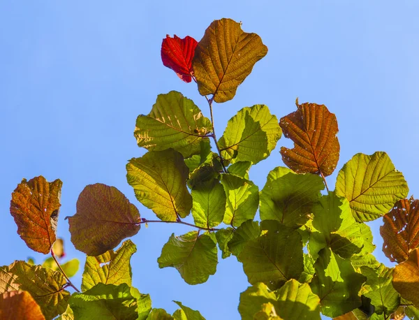 Blätter eines Baumes im Detail — Stockfoto