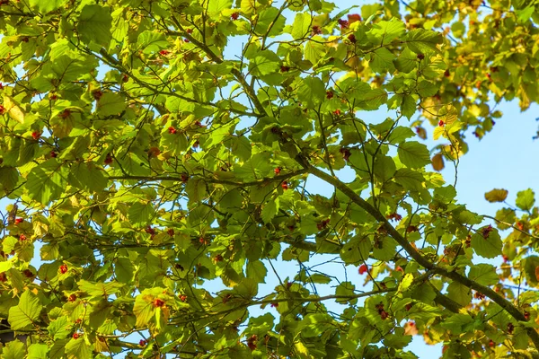 자세하게에서 나무의 잎 — 스톡 사진