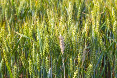 Mısır başkanı ile yaz yeşil alana