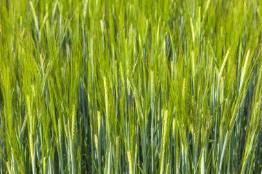 Mısır başkanı ile yaz yeşil alana