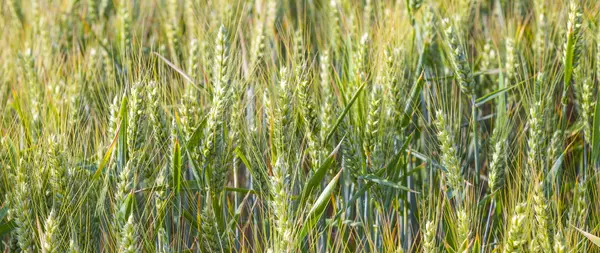 Groen veld in de zomer met hoofd van maïs — Stockfoto