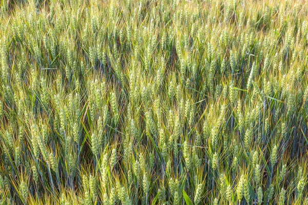 绿色领域在夏季的玉米头 — 图库照片