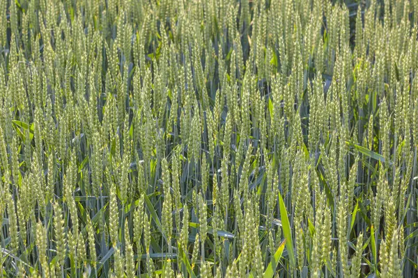 Зелене поле в літній час з головою кукурудзи — стокове фото