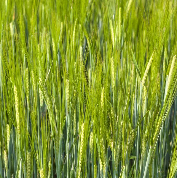 Campo verde en verano con cabeza de maíz — Foto de Stock