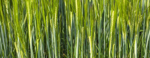 Campo verde no verão com cabeça de milho — Fotografia de Stock