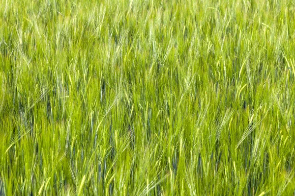 Campo verde no verão com cabeça de milho — Fotografia de Stock