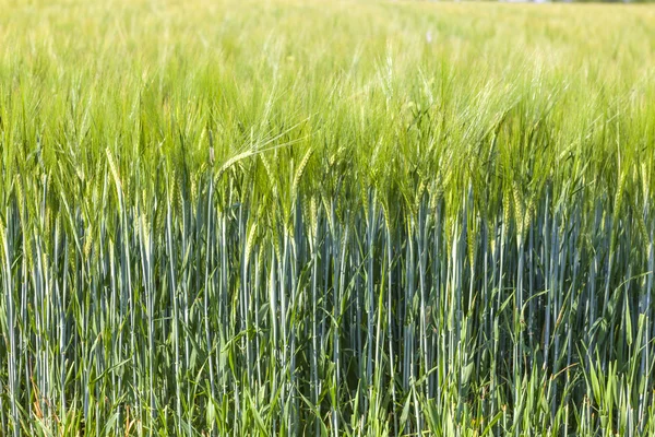 Gröna fältet sommartid med huvud av majs — Stockfoto