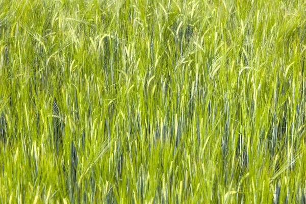 Campo verde no verão com cabeça de milho — Fotografia de Stock