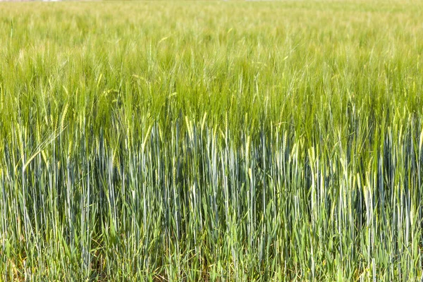 Campo verde no verão com cabeça de milho — Fotografia de Stock