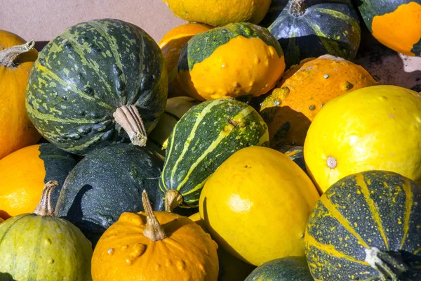 Bunte Kürbiskollektion auf dem Markt — Stockfoto