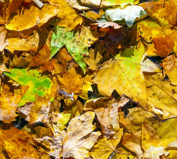 Hojas doradas en otoño en la calle — Foto de Stock