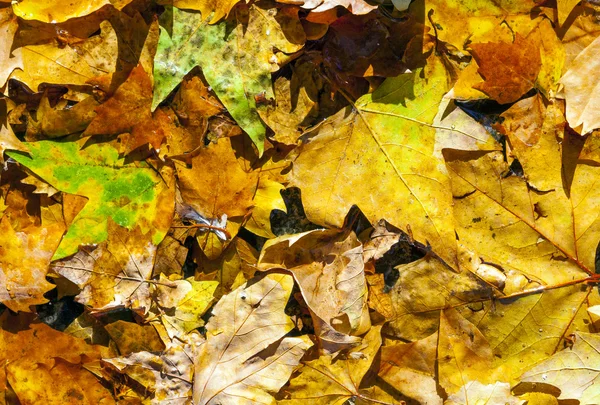 Goldene Blätter im Herbst auf der Straße — Stockfoto