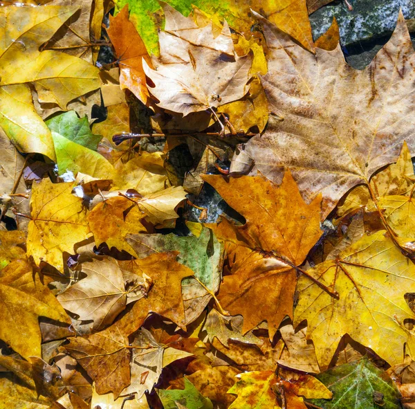 Hojas doradas en otoño en la calle — Foto de Stock