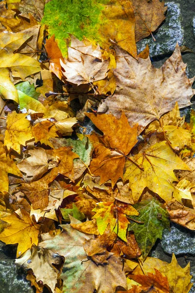 Feuilles dorées en automne dans la rue — Photo